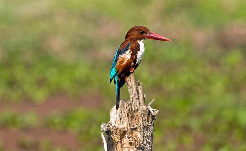 Bird Watching Tour with South India