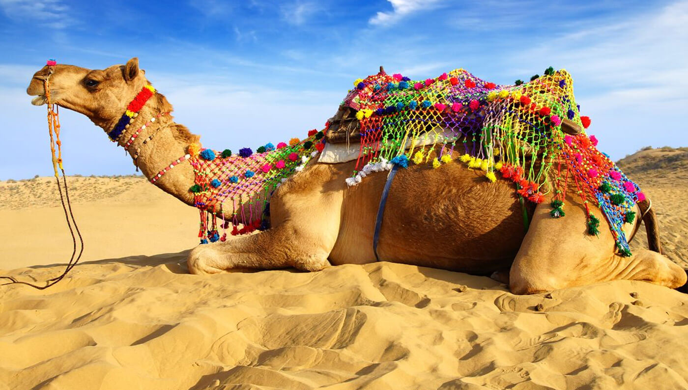 Camel Fair in Pushkar & Rajasthan Tour