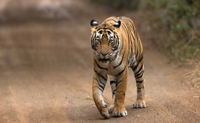 Golden Triangle Tour with Tigers Photography