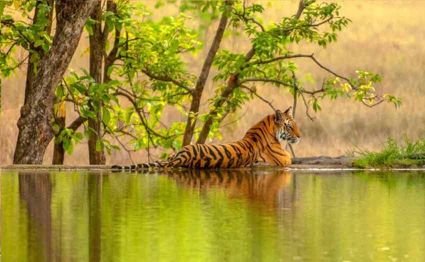 Jaipur Ranthambore Tour