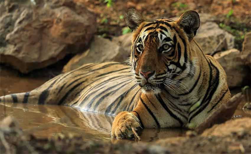 Luxury Wildlife Tour With Tiger