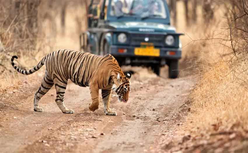 Golden Triangle Tour with Ranthambore