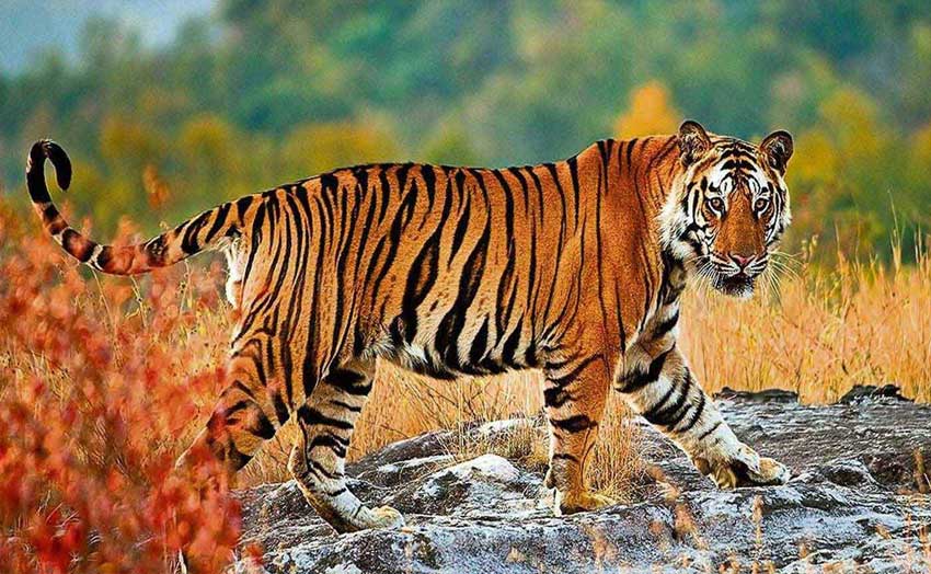Tiger Tour of India